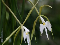 Epidendrumparkinsonianum005_mini